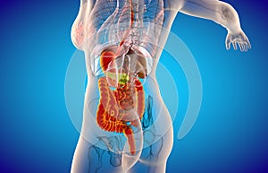 3D human male x-ray digestive system