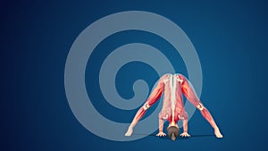 3D human Prasarita padottanasana wide-stance forward bend yoga pose on blue background