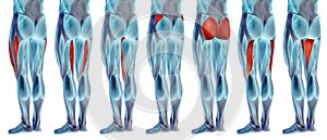 3D human upper leg anatomy or anatomical and muscle set