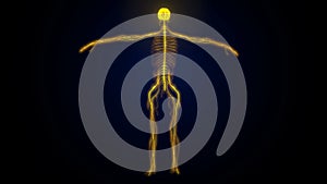 3d illustartion of human body nervous system anatomy