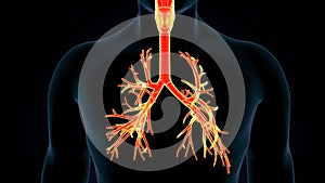 3d illustartionm of human respiratory system lungs anatomy