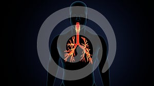 3d illustartionm of human respiratory system lungs anatomy