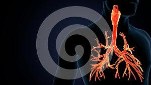 3d illustartionm of human respiratory system lungs anatomy