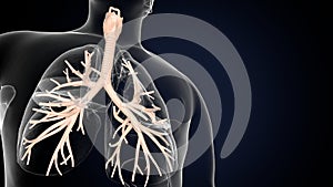 3d illustartionm of human respiratory system lungs anatomy
