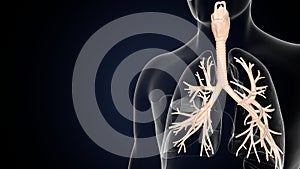 3d illustartionm of human respiratory system lungs anatomy