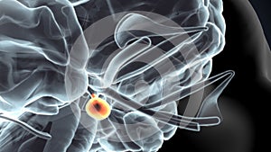 3d illustartiuon of human brain pituitary gland anatomy.