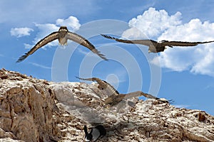 3D illustration of 3 eagles flying