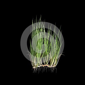 3d illustration of acorus calamus bush isolated on black background