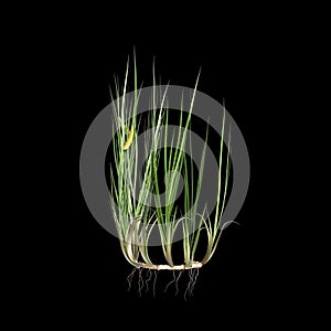 3d illustration of acorus calamus bush isolated on black background