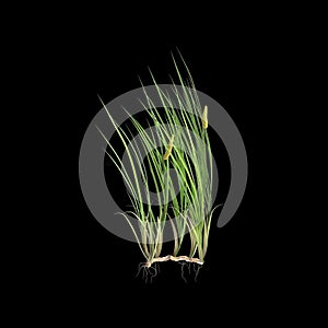 3d illustration of acorus calamus bush isolated on black background