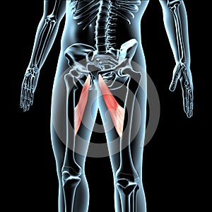 3d illustration of the adductor longus muscles anatomical position on xray body