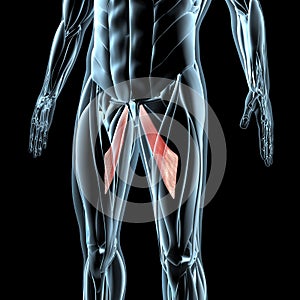 3d illustration of the adductor longus muscles on xray musculature