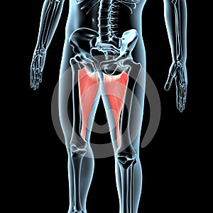 3d illustration of the adductor magnus muscles natomical Position On  Xray Body