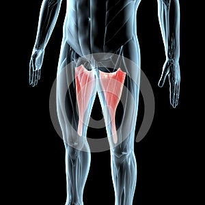 3d illustration of the adductor magnus muscles on xray musculature
