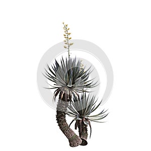 3d illustration of Agave angustifolia tree isolated on white background