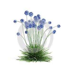 3d illustration of allium caeruleum