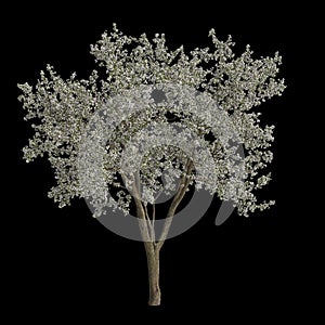 3d illustration of amelanchier flowering isolated on black background