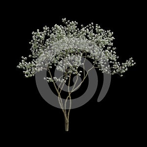 3d illustration of amelanchier flowering isolated on black background