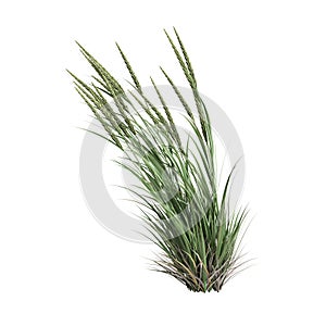 3d illustration of ammophila brevilugatta grass isolated on white background