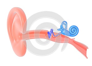 3d illustration of the anatomy of the inner ear.