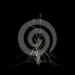 3d illustration of andropogon gerardii bush isolated on black background