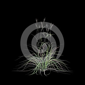 3d illustration of andropogon gerardii bush isolated on black background