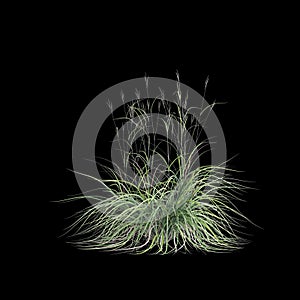 3d illustration of andropogon gerardii bush isolated on black background