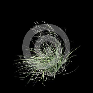 3d illustration of andropogon gerardii bush isolated on black background