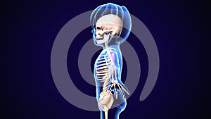 3d illustration of baby skeleton anatomy