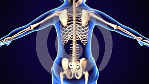 3d illustration of baby skeleton anatomy