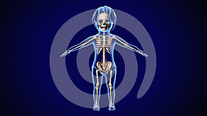 3d illustration of baby skeleton anatomy