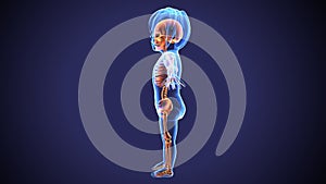 3d illustration of baby skeleton anatomy