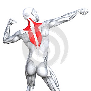 3D illustration back fit strong human anatomy