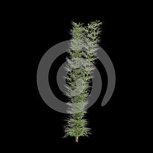 3d illustration of Bambusa Multiplex tree isolated on black baclground