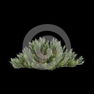 3d illustration of Banksia spinulosa bush isolated on black background