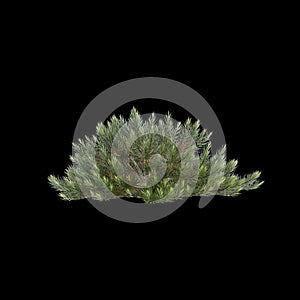 3d illustration of Banksia spinulosa bush isolated on black background