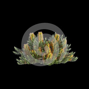 3d illustration of Banksia spinulosa bush isolated on black background