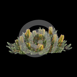 3d illustration of Banksia spinulosa bush isolated on black background