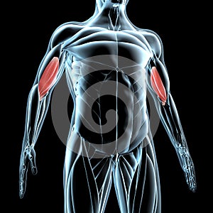 3d illustration of the brachialis on xray musculature