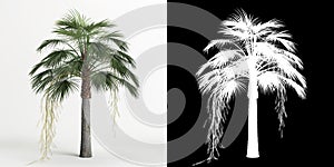 3d illustration of Brahea armata tree isolated on white and its mask