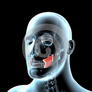 3d illustration of the buccinator muscles anatomical position on  xray body