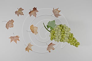 3d illustration of a bunch of green grapes and autumnal leaves on a white background