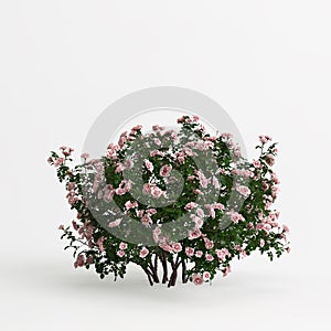 3d illustration of bush rose isolated on white background