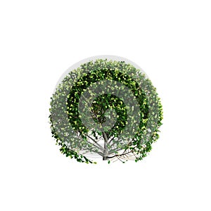 3d illustration of Buxus sempervirens bush isolated on white background