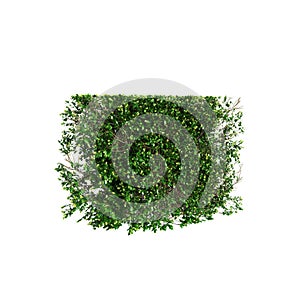 3d illustration of Buxus sempervirens treeline isolated on black background, perspective