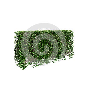 3d illustration of Buxus sempervirens treeline isolated on black background, perspective
