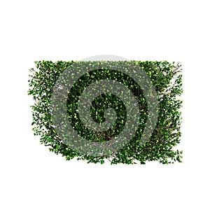3d illustration of Buxus sempervirens treeline isolated on white background