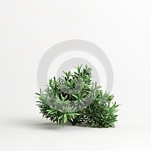3d illustration of callistemon citrinus little john bush isolated on white background