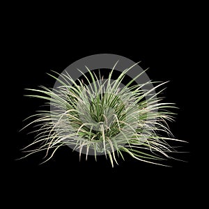 3d illustration of Carex morrowii bush isolated on black background