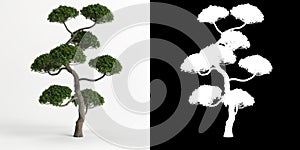 3d illustration of Carmona microphylla bonsai isolated on white and its mask